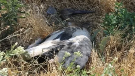 Աշխատանքներ են տարվում պարզելու Հովտաշենում արագիլների անկման պատճառը