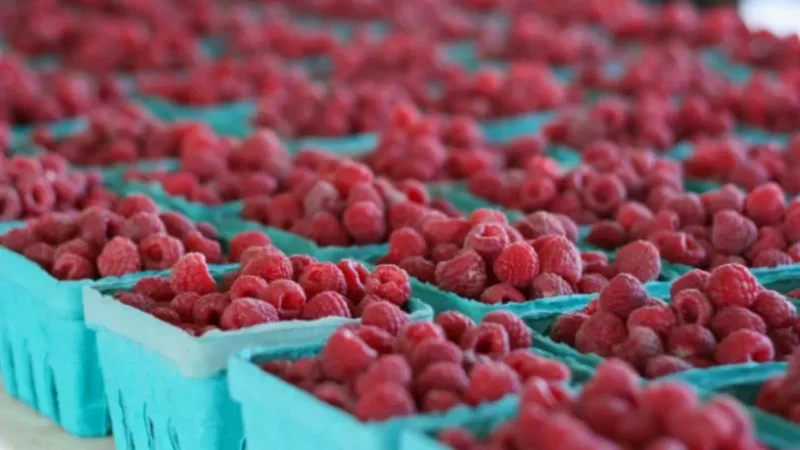 36 տոննա ընդհանուր քաշով 2 բեռնատար ազնվամորի՝ հետ է վերադարձել Ադրբեջան