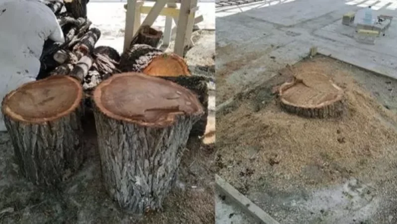 Հայկ ՍԻՐՈՒՆ ՉԻ՛. Մաշտոցի պուրակի հաստաբուն ծառերը հատվել են. Արմեն Բեգոյան