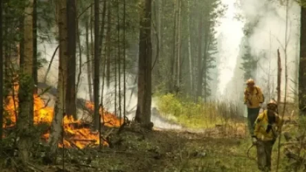 Սիբիրում անտառային հրդեհների ծավալը կազմել է 266,4  հազար հեկտար