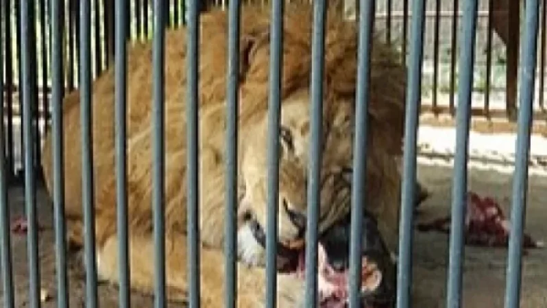 Իրանում առյուծը հարձակվել է կենդանաբանական այգու աշխատողներից մեկի վրա․ վերջինս մահացել է