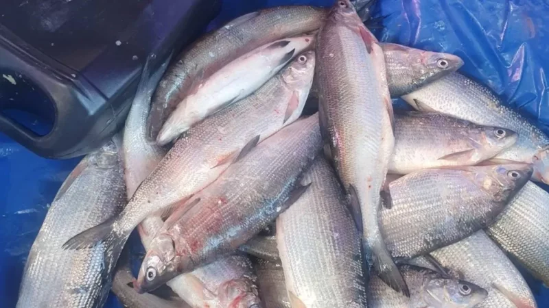 Սիգի որսի արգելքի ընթացքում առգրավվել է 1 տոննայից ավելի ապօրինի որսված ձուկ