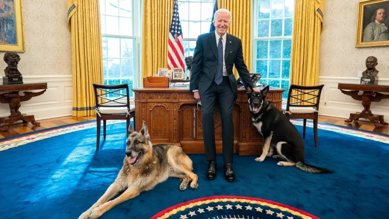 Բայդենի շունը կծել է յոթ մարդու