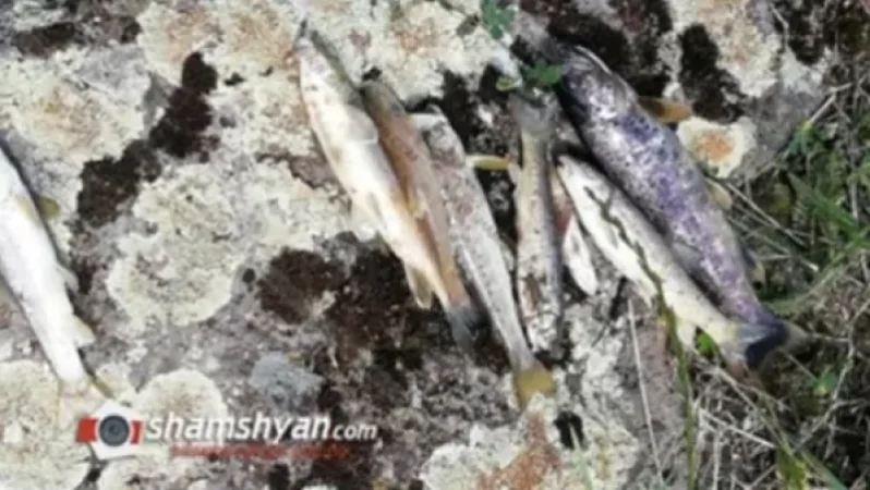 «Փաստ». Զարհուրելի դեպք է գրանցվել, բերման ենթարկվածներ կան