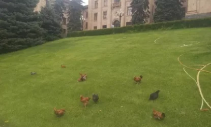 ԼՈՒՍԱՆԿԱՐ. Ինչ գործ ունեին հավերը Ազգային ժողովի բակում