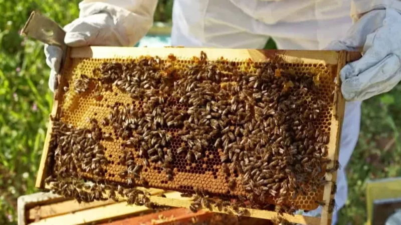 Արարատյան դաշտում և Աշտարակում մեղուների 60-70%-ը սատկել է․ որն է պատճառը