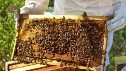 Արարատյան դաշտում և Աշտարակում մեղուների 60-70%-ը սատկել է․ որն է պատճառը