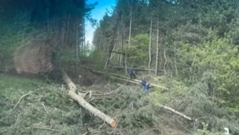 Եղևնիների սպանդ՝ Գորիսում․ ծառերը բնից կտրում են