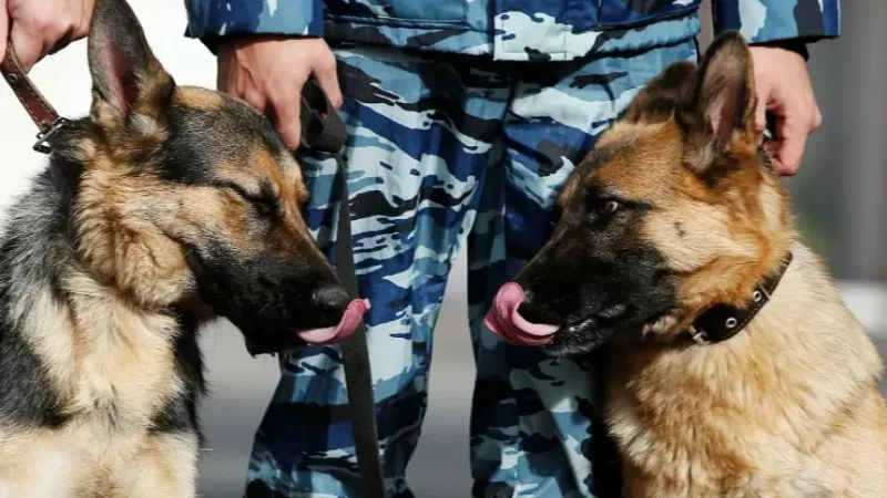 ՌԴ կառավարությունը Հայաստանին նվիրել է երկու ծառայողական շուն