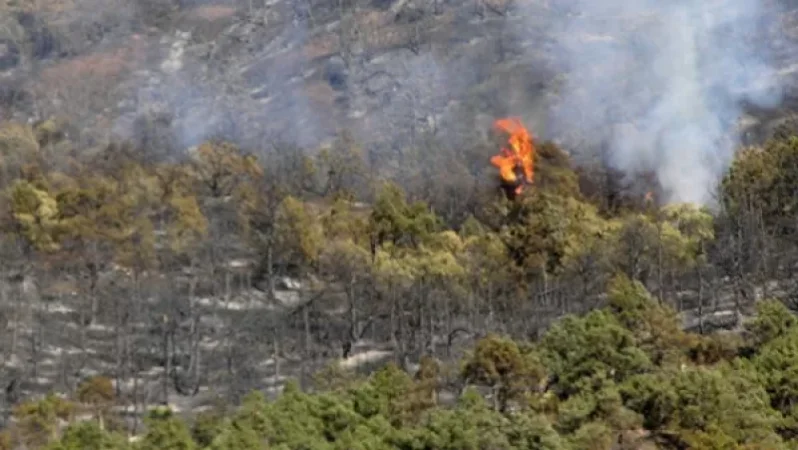 «Խոսրովի անտառ» պետական արգելոցի տարածքում հրդեհ է բռնկվել