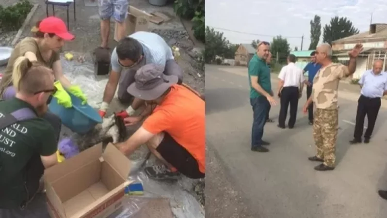 Բնապահպաններն օգնում են տուժած արագիլներին. լվանում են յուղոտված փետուրները