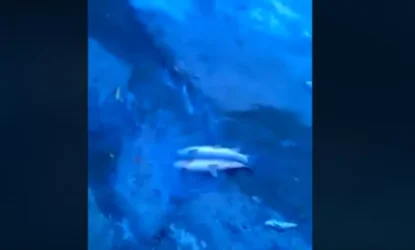 ՏԵՍԱՆՅՈՒԹ․ Բազմաթիվ սատկած ձկներ՝ Արծվանիկի պոչամբարում. ահազանգ