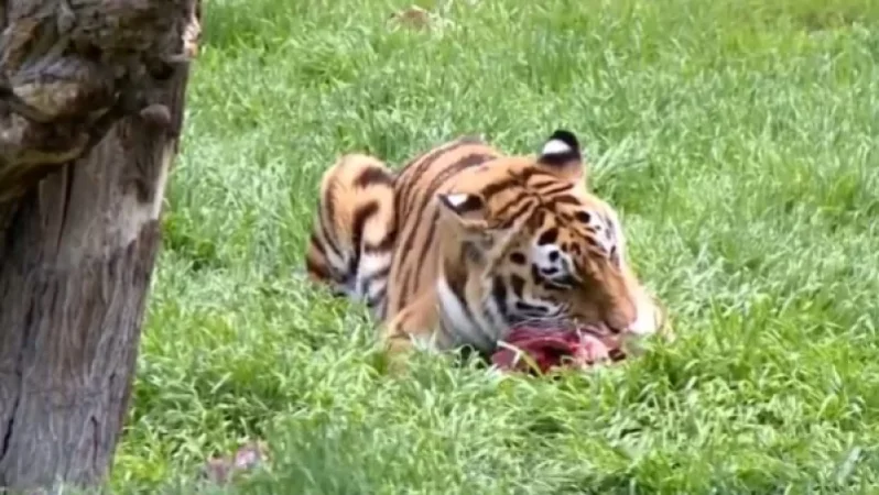 Երևանի կենդանաբանական այգու վագրին կքնեցնեն