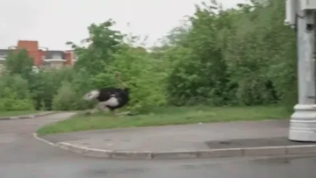 ՏԵՍԱՆՅՈՒԹ․ Ջայլամը վազում է Մոսկվայի փողոցներում