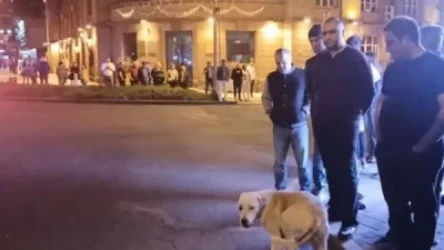 ՏԵՍԱՆՅՈՒԹ․ Ինչպես են Սայաթ-Նովա փողոցում շանը գցում մեքենայի տակ․ լրագրողն ահազանգում է