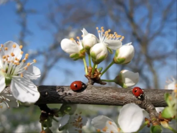 Oդի ջերմաստիճանը կշարունակի բարձրանալ