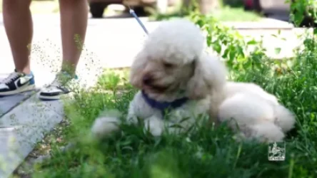 ՏԵՍԱՆՅՈՒԹ. Երևանի մի շարք վարչական շրջաններում շների համար հատուկ զբոսայգիներ են կառուցվել