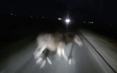 «Opel»-ը Երևան-Երասխ ճանապարհին բախվել է ձիուն. ձին սատկել է, կան տուժածներ