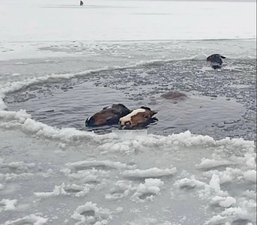 ՏԵՍԱՆՅՈՒԹ. ՌԴ-ում ձիերն ընկել են սառցակալած լիճը