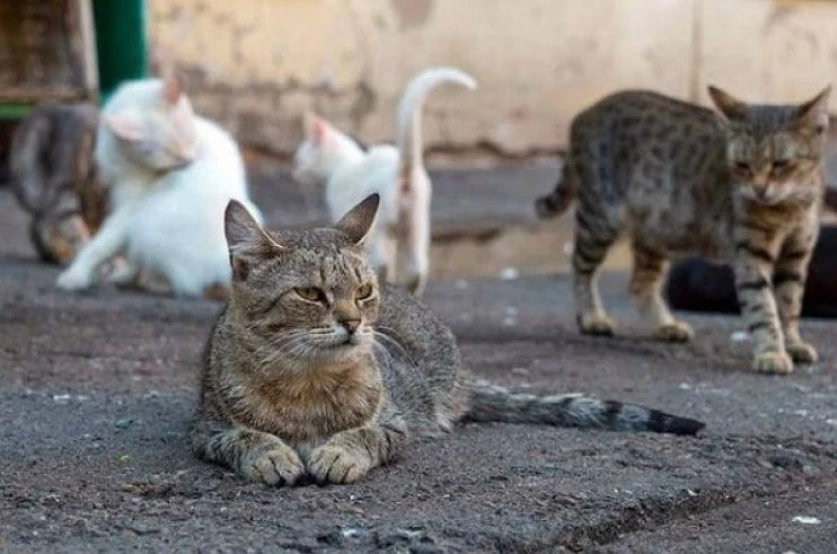 Ուկրաինայում սկսել են ակտիվորեն «մոբիլիզացնել» կատուների