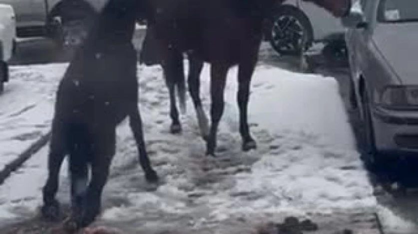 ՏԵՍԱՆՅՈՒԹ. Երևանում ձին և վիրավոր քուռակն անօգնական վիճակում հայտնվել են փողոցում