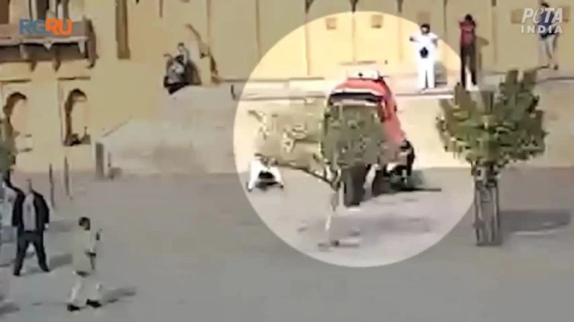 ՏԵՍԱՆՅՈՒԹ. Հնդկաստանում կատաղած փիղը կնճիթով բռնել է ռուս զբոսաշրջիկին և գցել գետնին