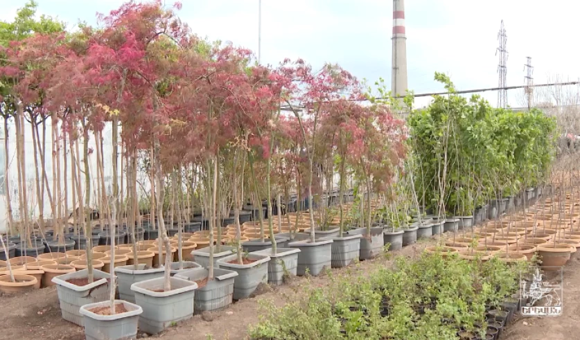 ՏԵՍԱՆՅՈՒԹ. Այս տարի մայրաքաղաքում կտնկվի մոտ 2000 ծառ