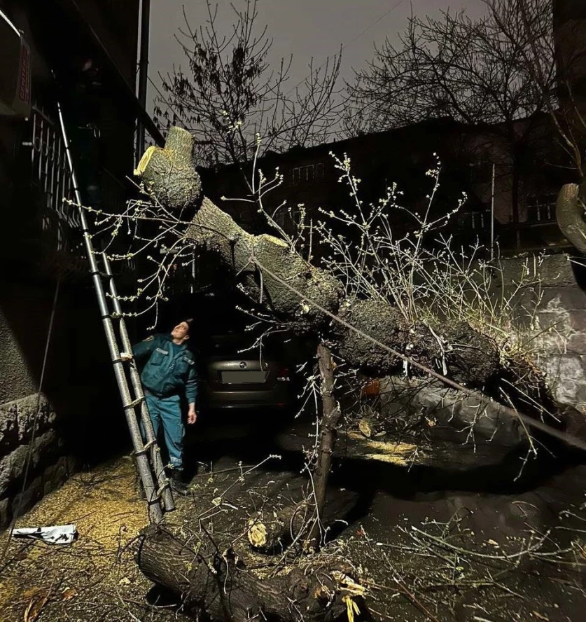 ԼՈՒՍԱՆԿԱՐՆԵՐ. Երևանում ծառը տապալվել է մեքենայի վրա