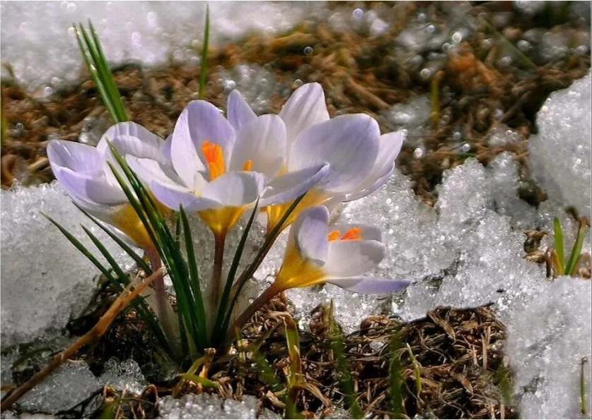 Առաջիկա օրերի եղանակը