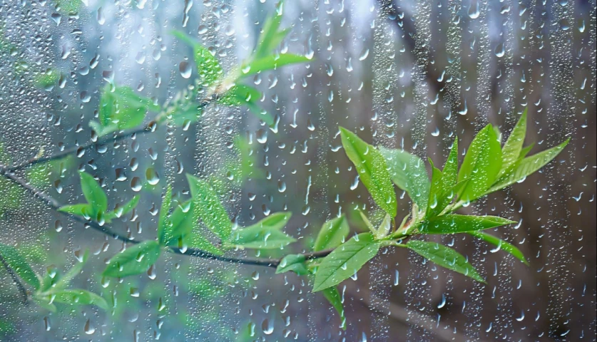 Անձրև, ամպրոպ, որի ժամանակ՝ քամու ուժգնացում․ եղանակի տեսություն