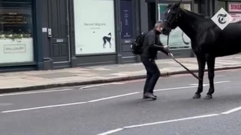 ՏԵՍԱՆՅՈՒԹ․ Լոնդոնում բանակի հեծելազորային գնդի ձիերը փախել են ախոռից` բախվելով մեքենաներին