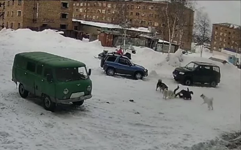 ՏԵՍԱՆՅՈՒԹ․ ՌԴ-ում երեխան ենթարկվել է շների հարձակմանը․ նրան փրկում է պատահական անցորդը