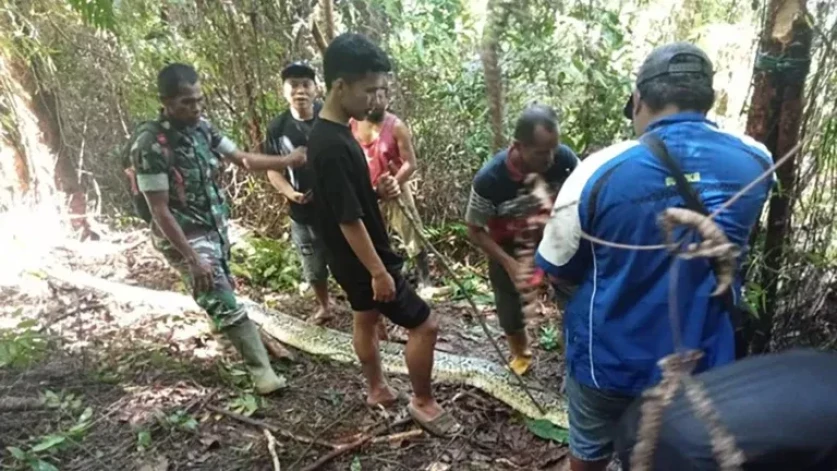 Ինդոնեզիայում 5 մետրանոց պիթոնը կնոջ է կուլ է տվել