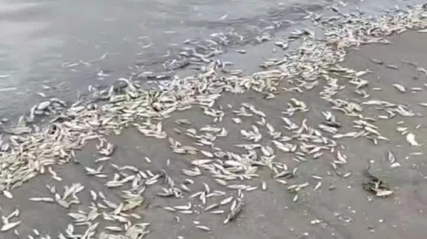 ՏԵՍԱՆՅՈՒԹ. Ադրբեջանում նշել են Կասպից ծովի ափին ձկների զանգվածային սատկելու պատճառը