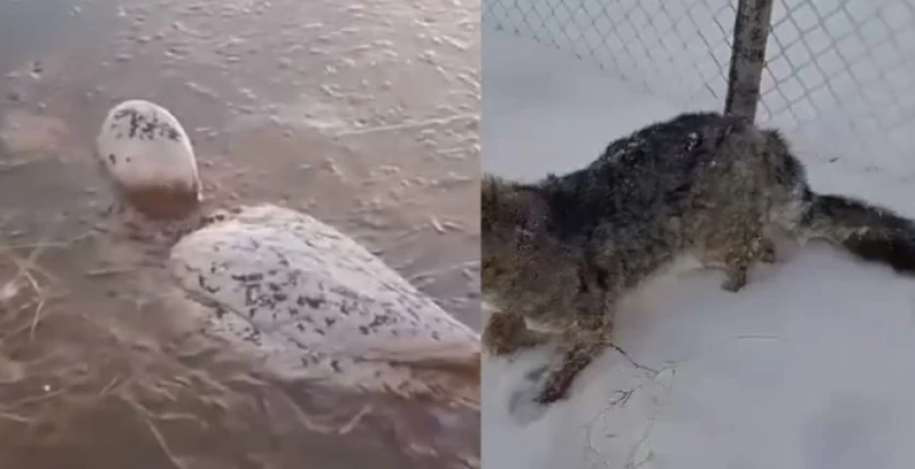 ՏԵՍԱՆՅՈՒԹ․ Սաստիկ սառնամանիքից հետո ողջ-ողջ սառած կենդանիների դիակներ են գտնում․ Արգենտինա