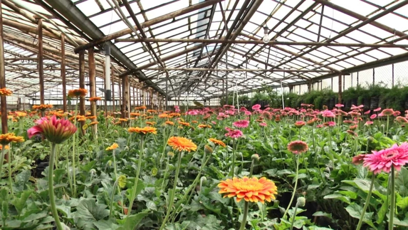 Պետական աջակցությամբ ծաղկի ջերմոցներ կառուցած տնտեսվարողները սնանկանում են