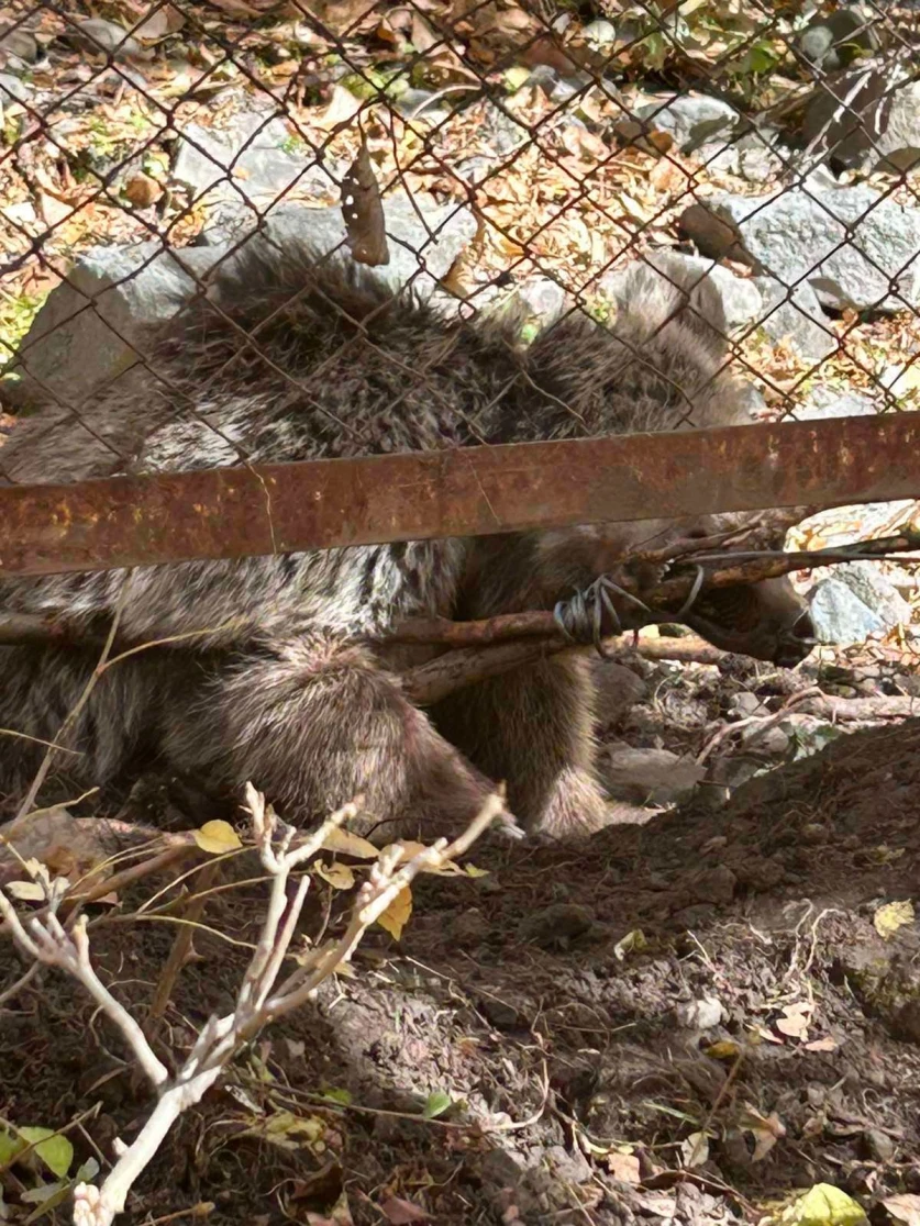 Թակարդում արգելափակված արջի քոթոթը փրկվել և տեղափոխվել է փրկարար կենտրոն. ԲԸՏՄ