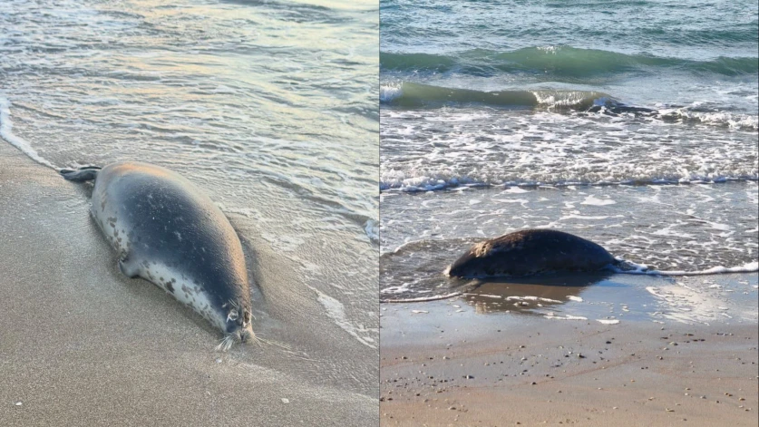 Կասպից ծովի ափին հայտնաբերվել են 112 սատկած ծովային ընձառյուծներ