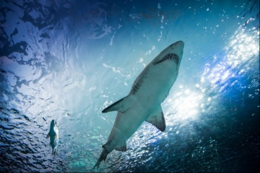 Զբոսաշրջիկ է մահացել շնաձկան հարձակման հետևանքով․ մանրամասներ