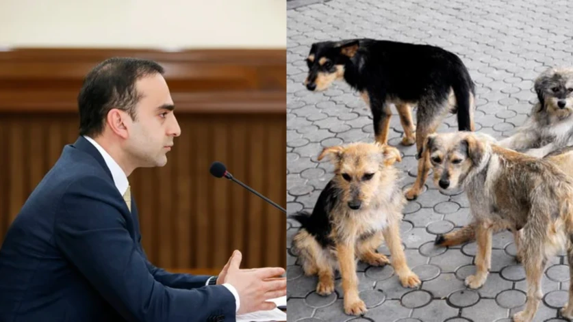 Շենգավիթ վարչական շրջանում կկառուցվի անտուն շների կացարան