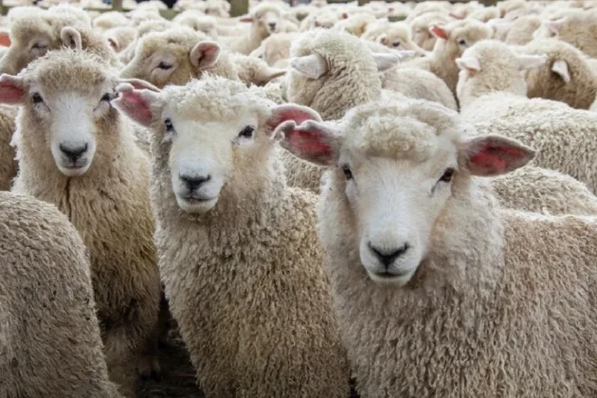 30-ամյա երիտասարդը գողացել է 30 գլուխ ոչխար՝ պատճառելով մոտ 2 500 000 դրամի վնաս