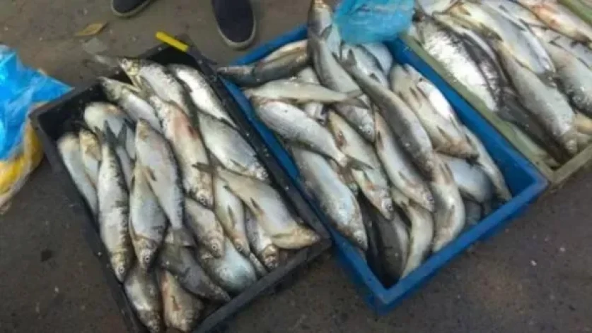 Հայտնաբերվել է մեծ քանակությամբ ապօրինի որսած սիգ տեսակի ձուկ