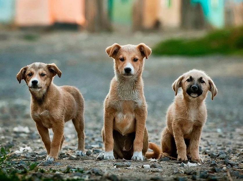 Ինչ աշխատանքներ է կատարել Երևանի քաղաքապետարանը կենդանիների խնամքի ոլորտում