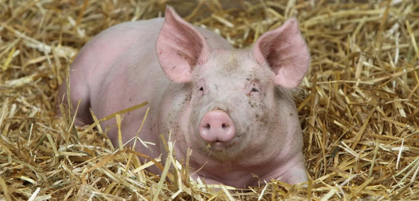 Մարդուն կփոխպատվաստեն խոզի օրգաններ․ նոր նախագիծ Ռուսաստանում