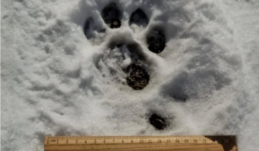 «Զանգեզուր» կենսոլորտային համալիրում հայտնաբերվել են ընձառյուծի թարմ հետքեր