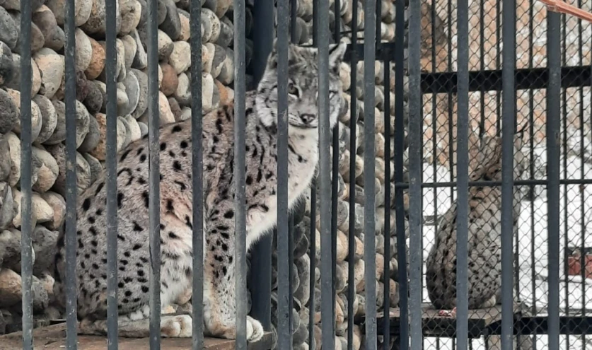 Ապօրինի պահվող լուսանը և կարմիրգրքյան թռչունները տեղափոխվել են Երևանի կենդանաբանական այգի. ԲԸՏՄ