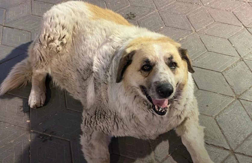 Գերդան՝ Երևանի սիրելի խորհրդանիշը մահացել է