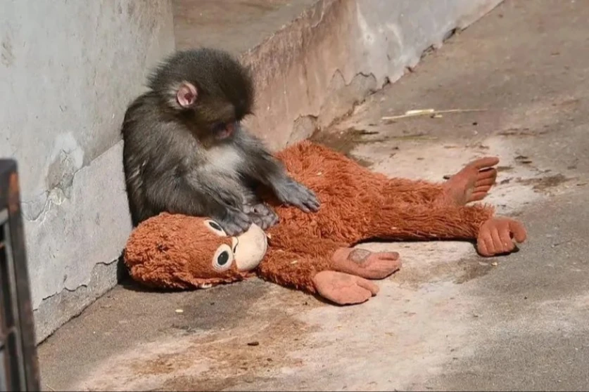 Մոր կողմից լքված մակակը՝ սոցցանցերի ուշադրության կենտրոնում