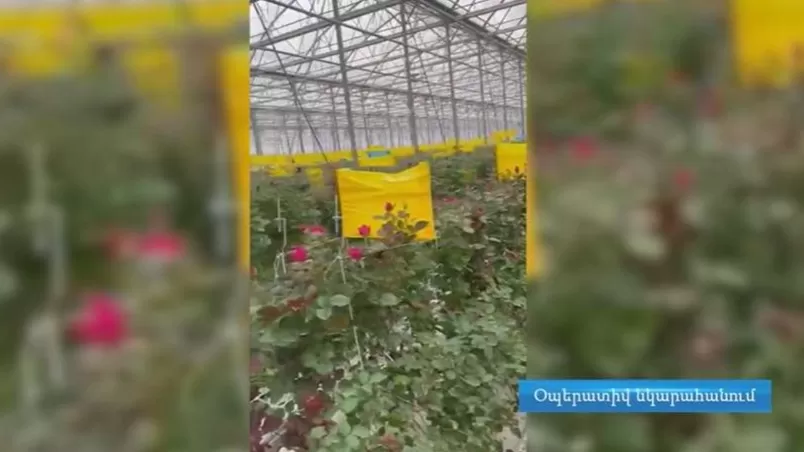 ՏԵՍԱՆՅՈՒԹ. Անհամեմատ ցածր գներով ծաղիկներ են իրացրել