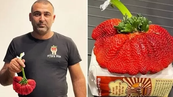 Նոր գինեսի ռեկորդ. ելակի քաշը գերազանցում է համաշխարհային ռեկորդը